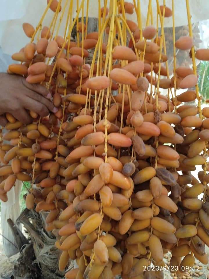 WhatsApp Image 2025-10-01 at 12.54.12 (2)